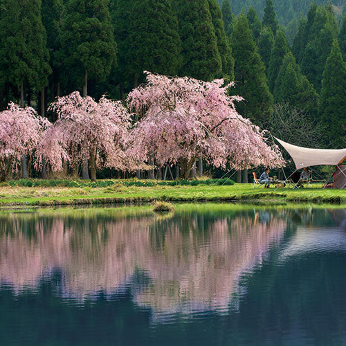 History of Sakura Blossoms