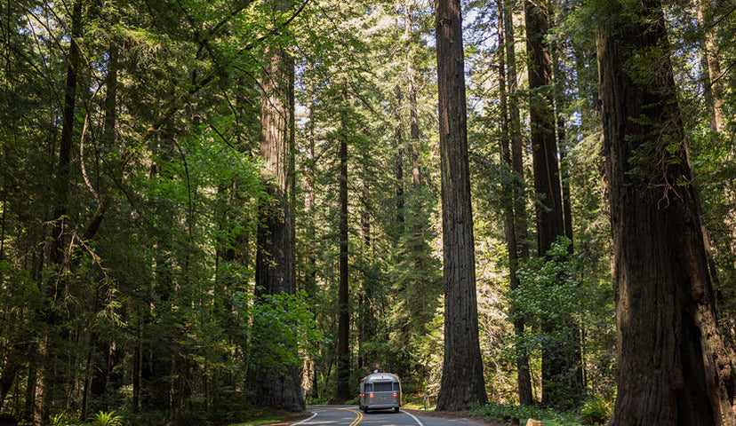 PNW Travel Reflections